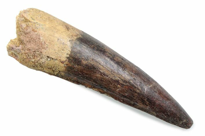 Fossil Spinosaurus Tooth - Real Dinosaur Tooth #370587